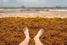 脚海藻海藻海滩图伦墨西哥