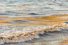 海藻海藻补丁浮动水图伦墨西哥