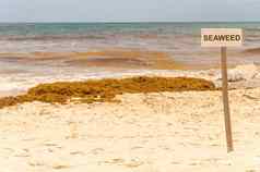 海藻标志补丁海藻海藻图伦海滩
