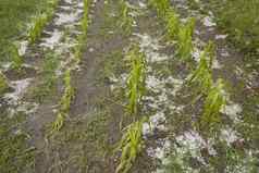 冰雹损坏的玉米场风暴灾难