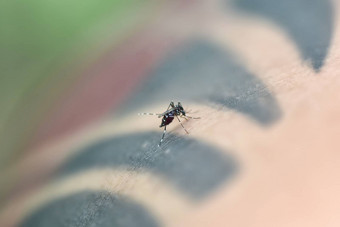 埃及伊蚊蚊子人类皮肤危险的受感染的蚊子皮肤