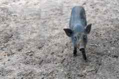 野生野猪特写镜头小猪肖像可爱的猪婴儿猪