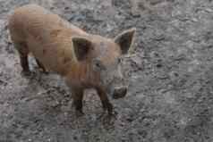 野生野猪特写镜头小猪肖像可爱的猪婴儿猪