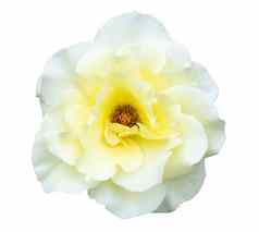 美丽的白色玫瑰花孤立的白色背景爱