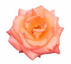 美丽的甜蜜的橙色玫瑰巴德花孤立的白色后台支持