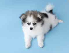 可爱的婴儿波美拉尼亚的狗光蓝色的背景宠物健康