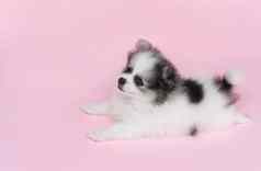 可爱的婴儿波美拉尼亚的狗粉红色的背景宠物健康护理