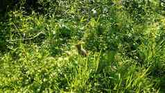 兔子兔子绿色草植物