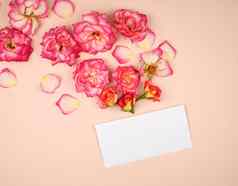 粉红色的玫瑰味蕾白色纸信封比格背景