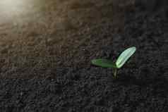 幼苗植物日益增长的土壤复制空间插入特克斯