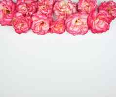 盛开的味蕾粉红色的玫瑰白色背景复制空间