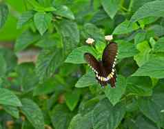 蝴蝶常见的摩门教徒松鼠polytes扑翅膀关闭