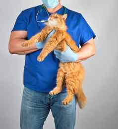 兽医医生蓝色的统一的持有毛茸茸的红色的猫