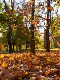 秋天城市公园树干黄色的叶子