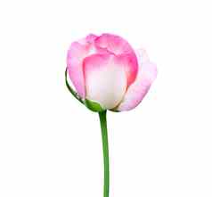 美丽的甜蜜的粉红色的玫瑰巴德花孤立的白色使用
