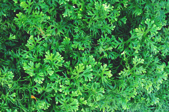 美丽的绿色莫斯草自然背景纹理葡萄酒屋顶