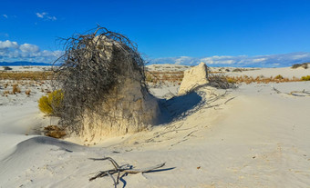 沙漠景观石膏<strong>沙丘</strong>植物根固定沙子