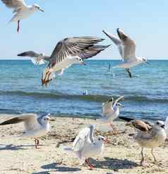 群海鸥海滩夏天阳光明媚的一天