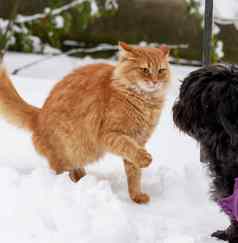 大红色的猫玩黑色的狗雪