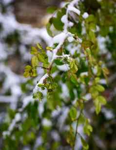 分支机构玫瑰绿色叶子覆盖层雪
