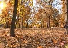 秋天城市公园树黄色的叶子