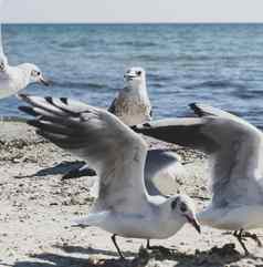 群白色海鸥苍蝇黑色的海海岸