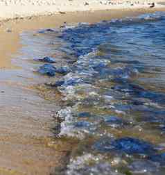 死生活水母黑色的海海岸