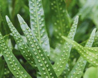 等<strong>蕨类植物</strong>夏威夷maile-scented<strong>蕨类植物</strong>绿色叶子引入