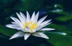 白色莲花花绿色叶子池塘
