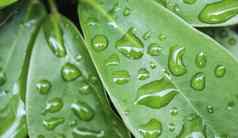 宏雨滴绿色叶子多雨的季节自然使用