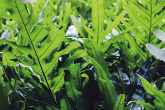 等蕨类植物夏威夷maile-scented蕨类植物绿色叶子引入
