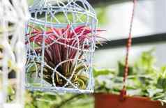 Tillandsia鸟笼子里装饰小花园balcon