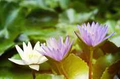 紫罗兰色的白色莲花花绿色叶子池塘