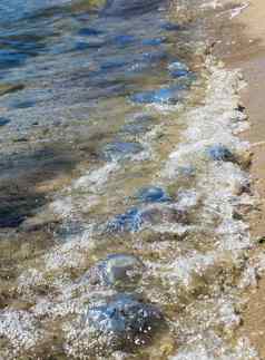 死生活水母黑色的海海岸夏天一天