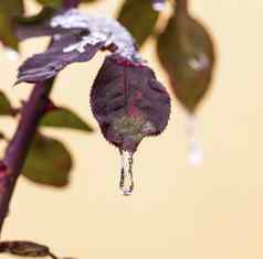 冻下降水叶玫瑰