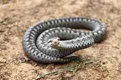 灰色毒蛇加法器有毒的蛇攻击defencive构成滚针织棕色（的）春天土壤