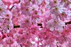 美丽的樱桃李子树开花春天白