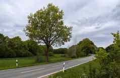 美丽的视图农村道路字段树