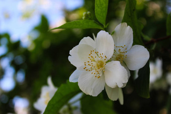 令人惊异的白色花花瓣黑暗背景山梅花冠状动脉甜蜜的山梅花英语山茱萸