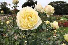 前视图黄色的橙色玫瑰花玫瑰花园