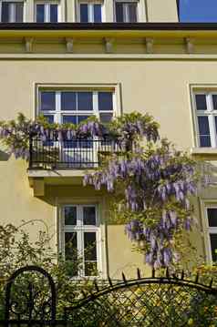 完整的用花装饰的紫色的紫藤开花叶子栏杆阳台
