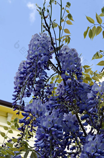 分支紫藤群<strong>紫色的花朵</strong>叶子春天花园