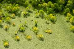 桉树鹦鹉的羽毛myriophyllumaquaticum绿色叶子池塘