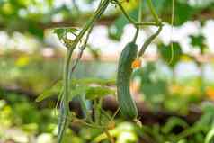 绿色黄瓜日益增长的温室农场健康的蔬菜农药有机产品