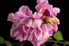 开花分支洋槐neomexicana粉红色的花序