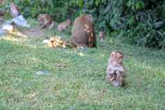 婴儿猴子吃香蕉集团