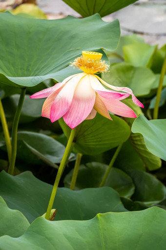 美丽的莲花花开花花园池塘