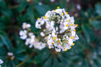 关闭前视图白色金蝶兰属植物sotoanum跳舞夫人兰花