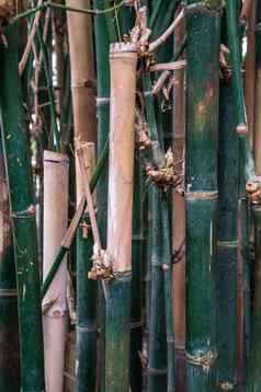 黑暗绿色米色竹子丛林背景场景