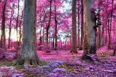 美丽的粉红色的紫色的红外全景农村局域网